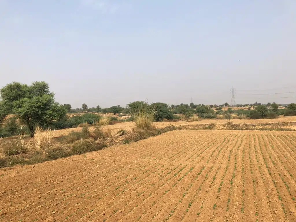 Agriculture land in Rajasthan