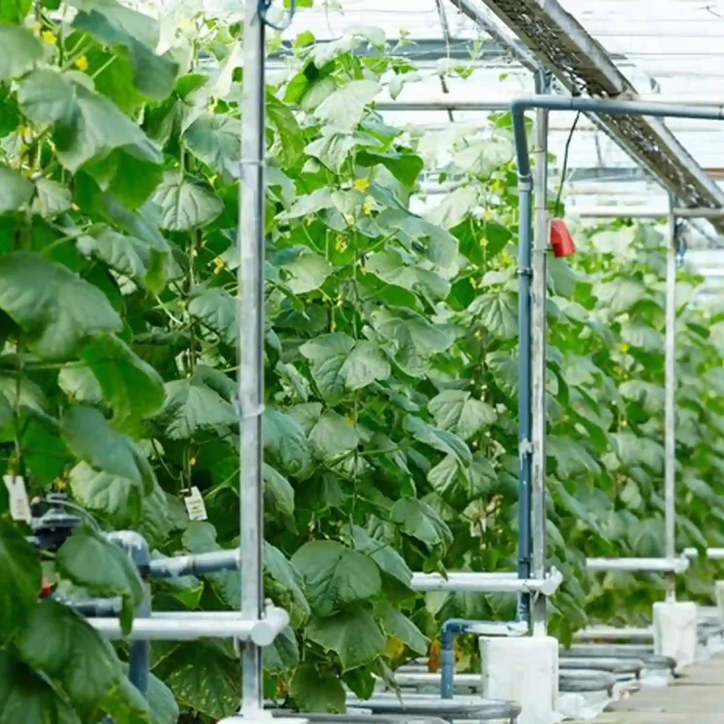 Anahata Farms Naugaon