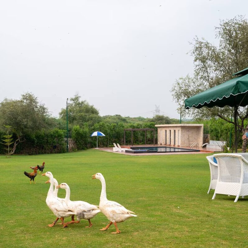 naugaon-farmhouse-land-alwar-img11902-0s